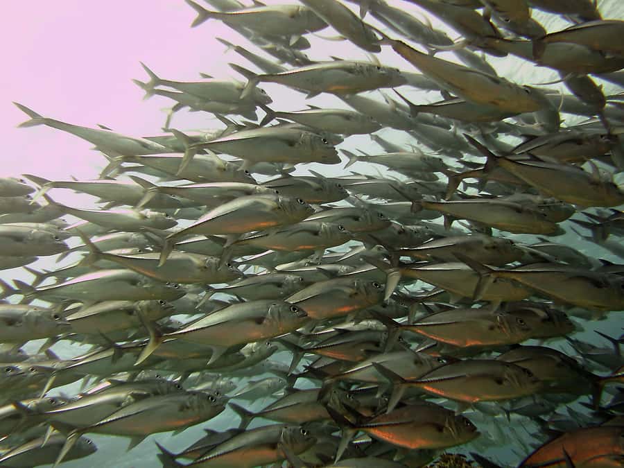 Cartagena: Scuba Diving Day Trip at Playa Blanca with Lunch - The return trip and the 7.5-hour schedule