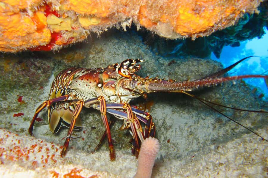 Cartagena: Scuba Diving Day Trip at Playa Blanca with Lunch - Is $120 a fair price?