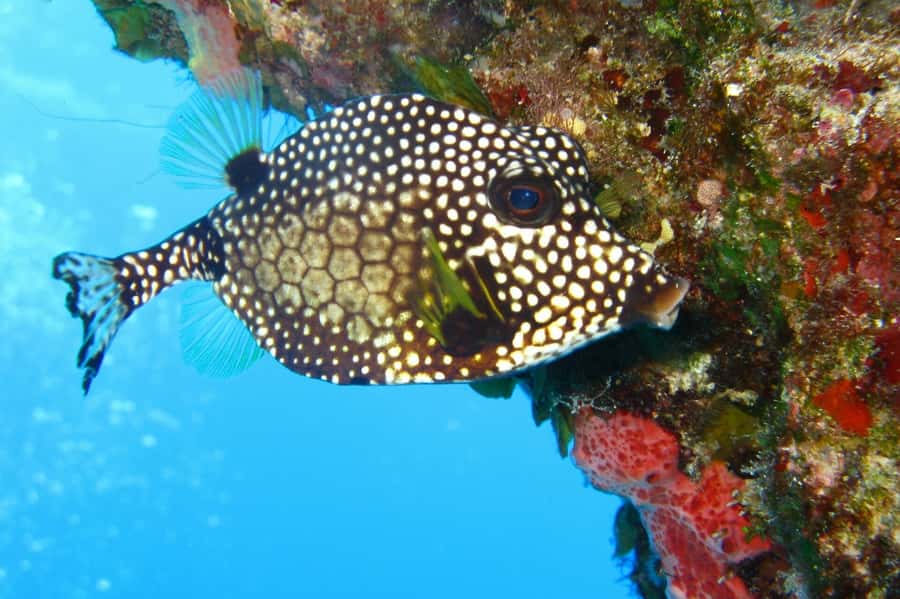 Cartagena: Scuba Diving Day Trip at Playa Blanca with Lunch - Who will enjoy this day most?