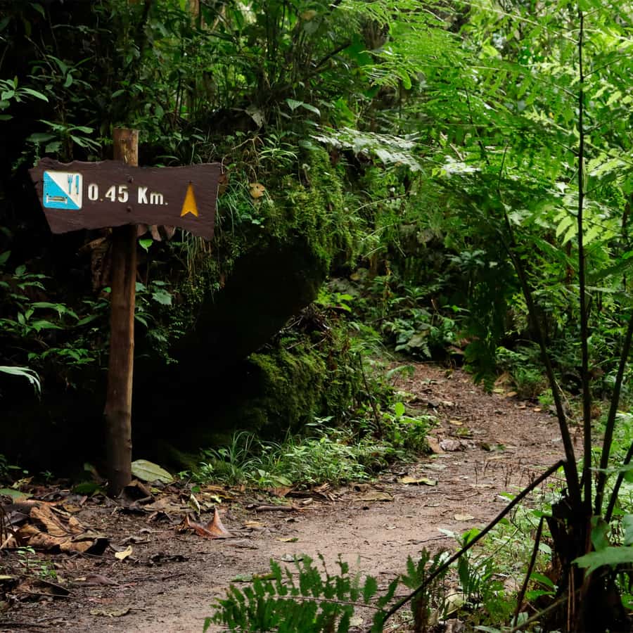 Chicaque Foggy Forest Hike - What the cloud forest gives you