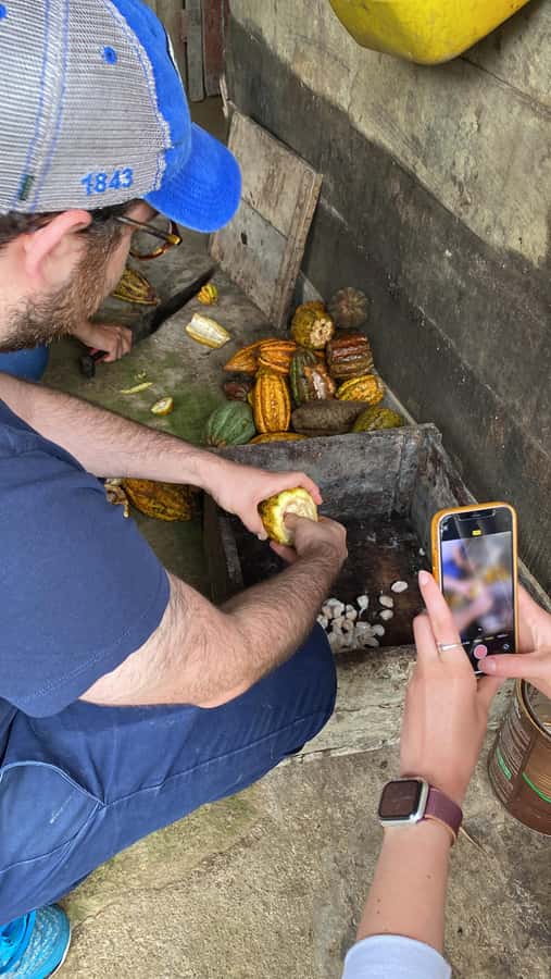 Chocolate tour near the Medellín - Picking a cacao pod and opening the process