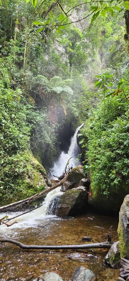 Cocora Valley: Route of the Hummingbirds + breakfast & lunch - A different way into Cocora Valley