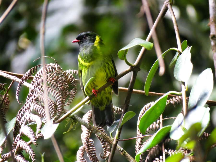 Cocora Valley: Route of the Hummingbirds + breakfast & lunch - Seven kilometers beside the river