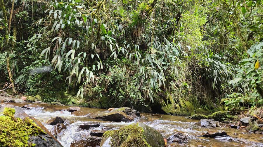 Cocora Valley: Route of the Hummingbirds + breakfast & lunch - A picnic above the valley