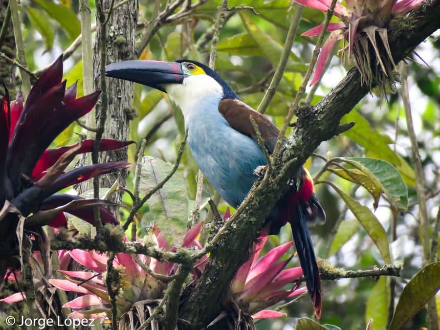 Cocora Valley: Route of the Hummingbirds + breakfast & lunch - The 25-minute ride from Salento