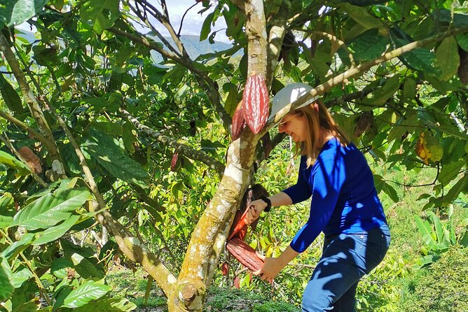 Coffee & Chocolate Private Tour in Medellin: Genuine Experience - The coffee farm: picking beans and learning the old methods