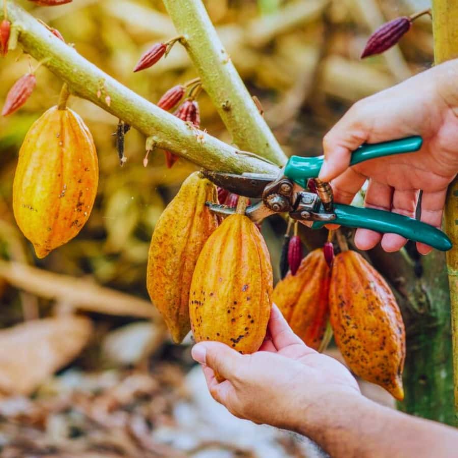Coffee, Cocoa and Trekking Tour in Minca: Nature, Crops and Production - Key points to know before booking