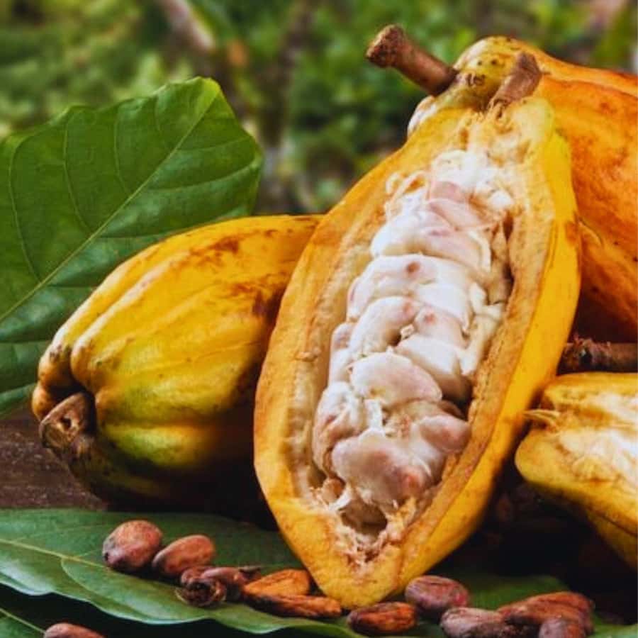 Coffee, Cocoa and Trekking Tour in Minca: Nature, Crops and Production - Timing, meeting point, and value