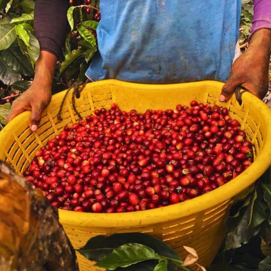 Coffee, Cocoa and Trekking Tour in Minca: Nature, Crops and Production - Walking into the Sierra Nevada