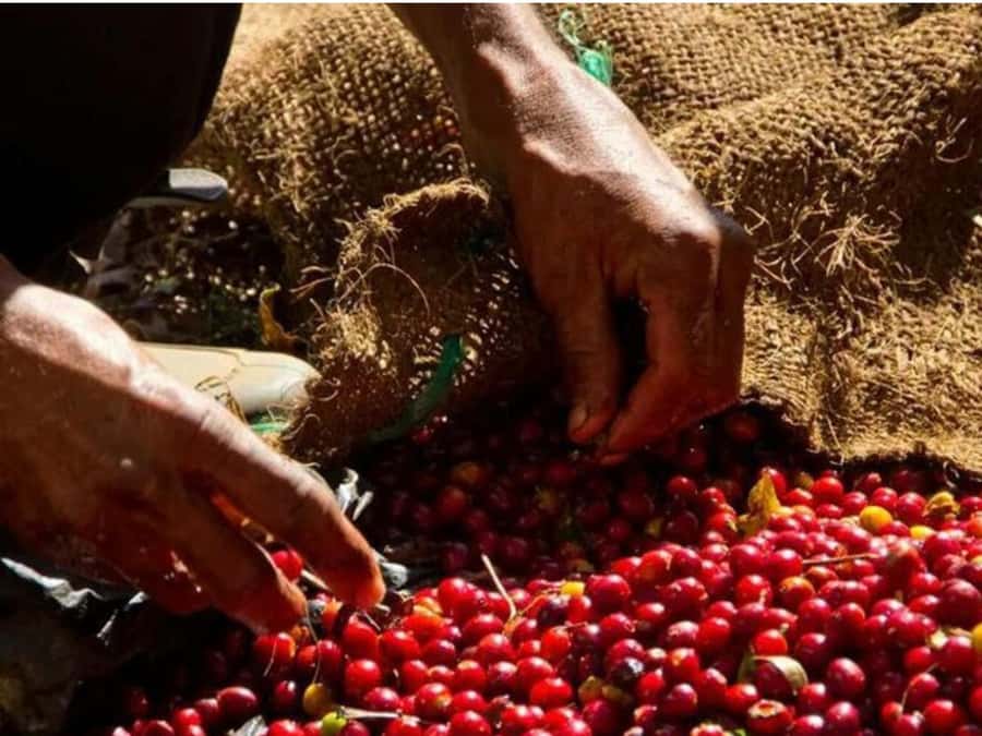 Coffee, Cocoa and Trekking Tour in Minca: Nature, Crops and Production - Finca San Rafael and the work behind each crop
