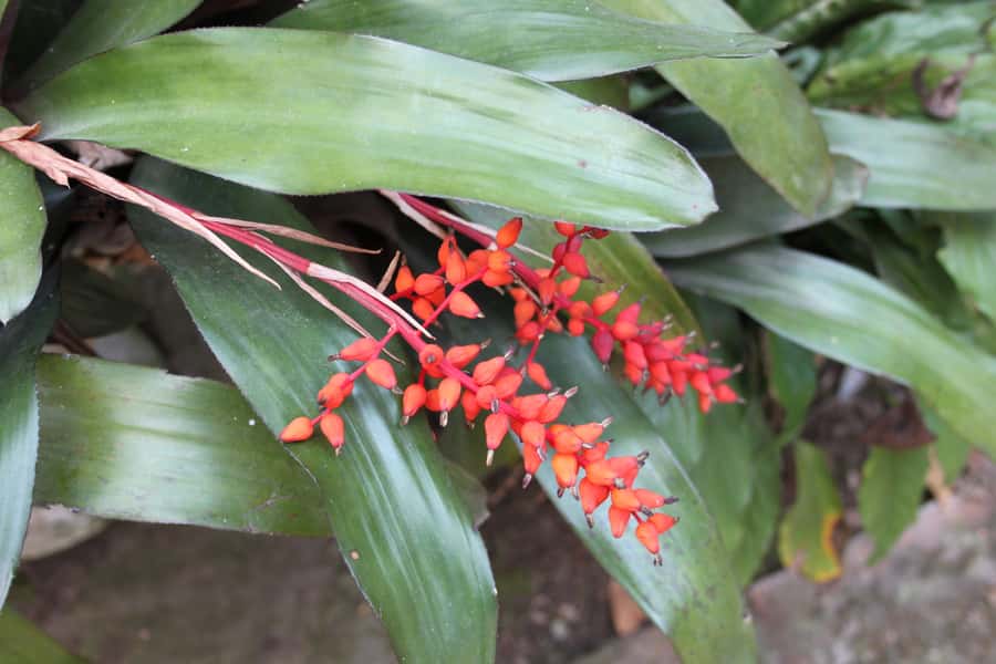 Coffee Experience: Hacienda Coloma Tour from Bogotá - From Bogotá traffic to Fusagasugá coffee country