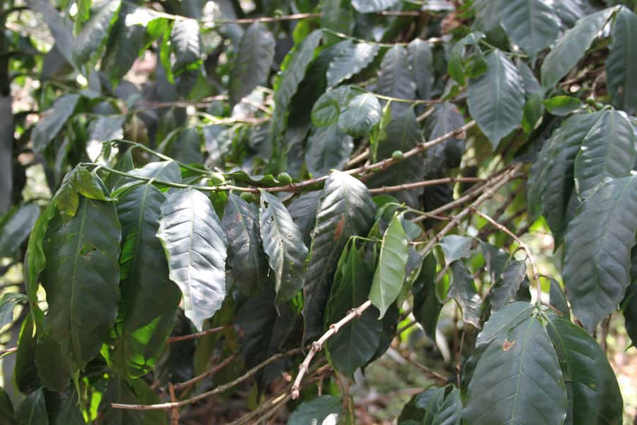 Coffee Experience: Hacienda Coloma Tour from Bogotá - San Miguel and Sibaté add variety to the day