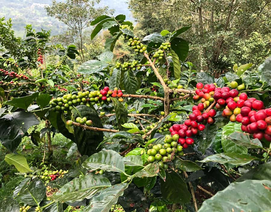 Coffee Farm and Salento Walking Tour - Why this coffee tour is worth your half-day