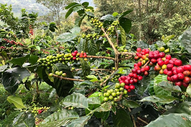 Coffee Farm and Salento Walking Tour - The coffee tasting is a small but important detail