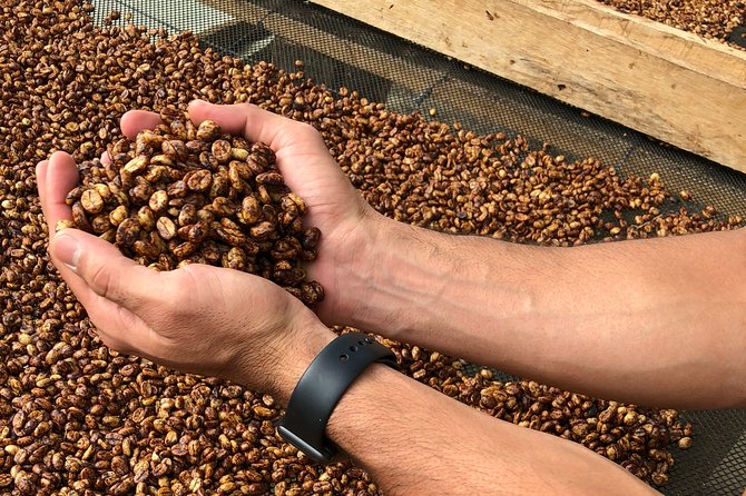 Coffee Farm and Salento Walking Tour - Guides make or break the day