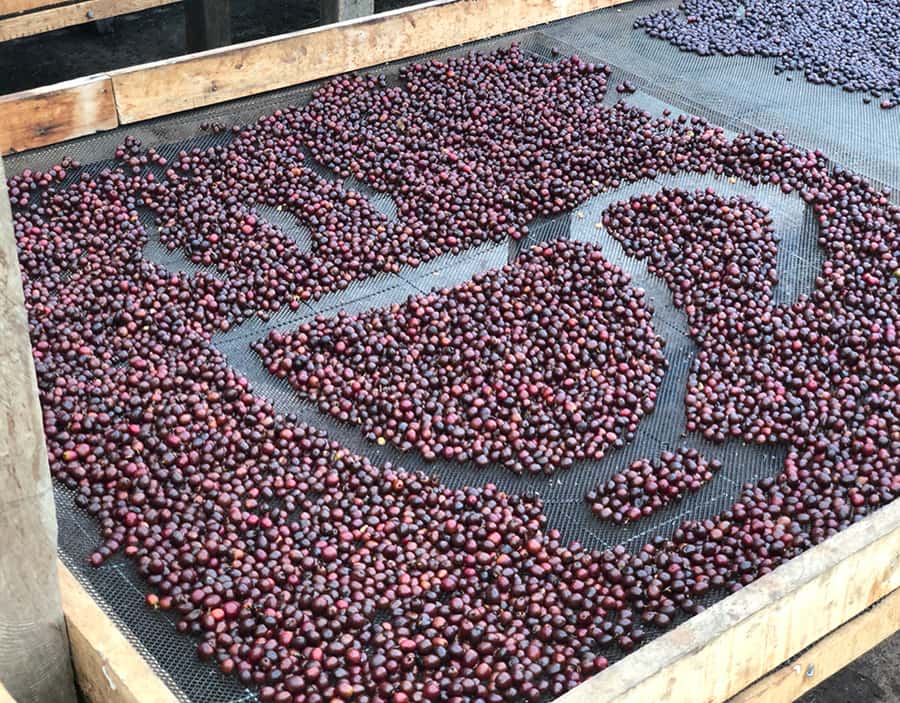 Coffee Farm and Salento Walking Tour - Weather, walking, and what to bring
