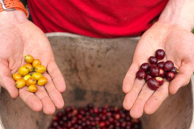 Coffee Farm and Salento Walking Tour - Picking cherries and planting a seedling