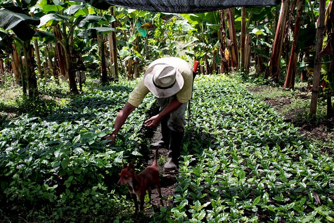 Coffee Tour. - What the Finca Lusitania visit is really about