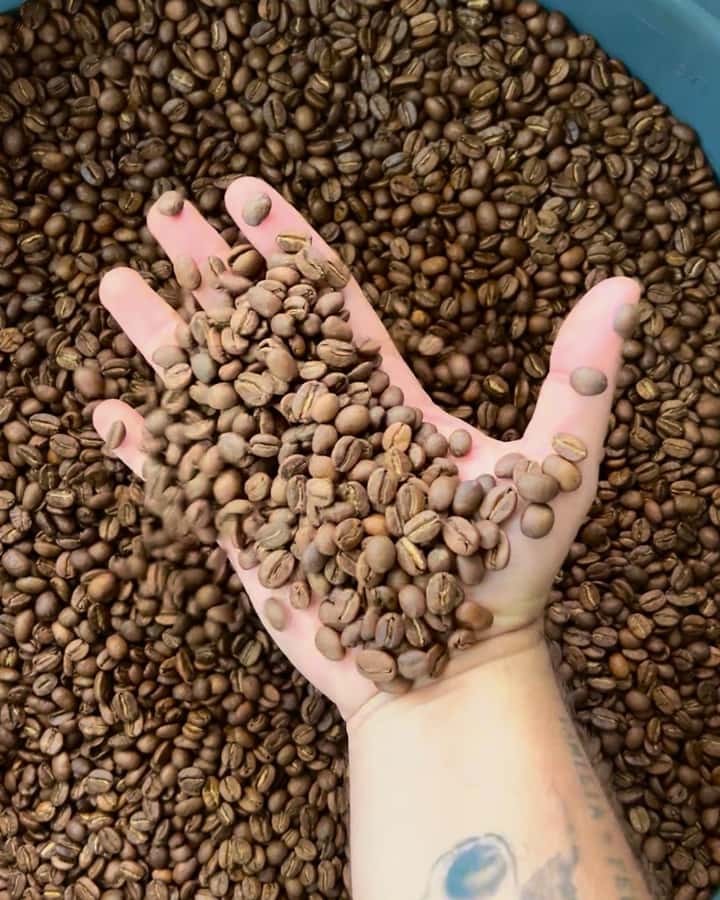 Coffee Tour at Finca El Ocaso Salento: Traditional Spanish Farm - Learning how coffee trees grow