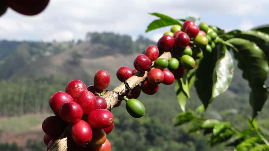 Coffee Tour at Finca El Ocaso Salento: Traditional Spanish Farm - Inside the mill: four steps that change the bean