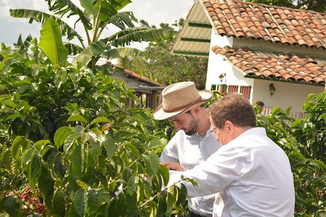 Coffee Tour at the Finca del Café - Two tastings and a cold coffee drink