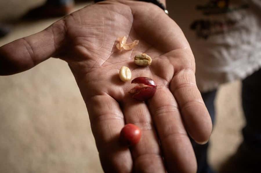 Coffee Tour from Medellin with Lunch and Coffee Tasting - Who will enjoy this coffee day trip