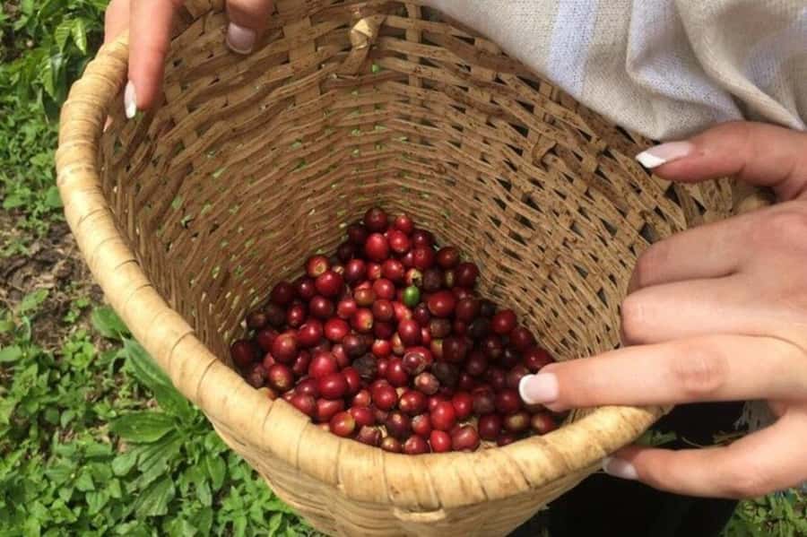Coffee Tour from Medellin with Lunch and Coffee Tasting - Meeting the coffee farm and Carlos Valle’s country setting