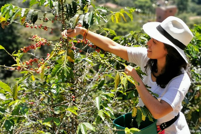 Coffee Tour in the Beautiful Jardin Town: Adventure in the Andes - Unlimited coffee and a proper farm lunch