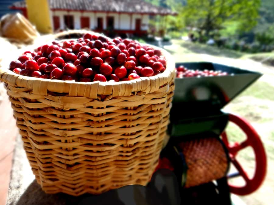 Coffee Tour Salento-Ocaso Farm- English Tour - Composting, fertilization, and sustainable production