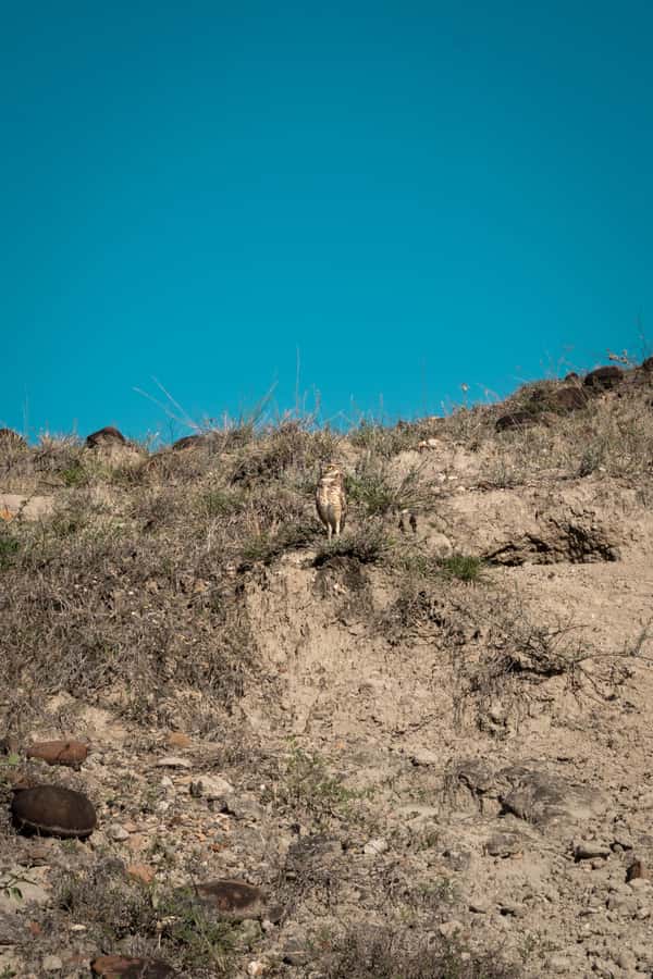 Community tour Biodiversity Latatacoa Desert Villavieja - A long day built around Tatacoa’s contrasts