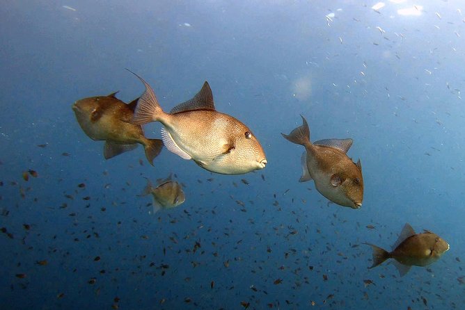 Diving baptism in the Marine Reserve of Cabo Tiñoso - Who should book this experience?