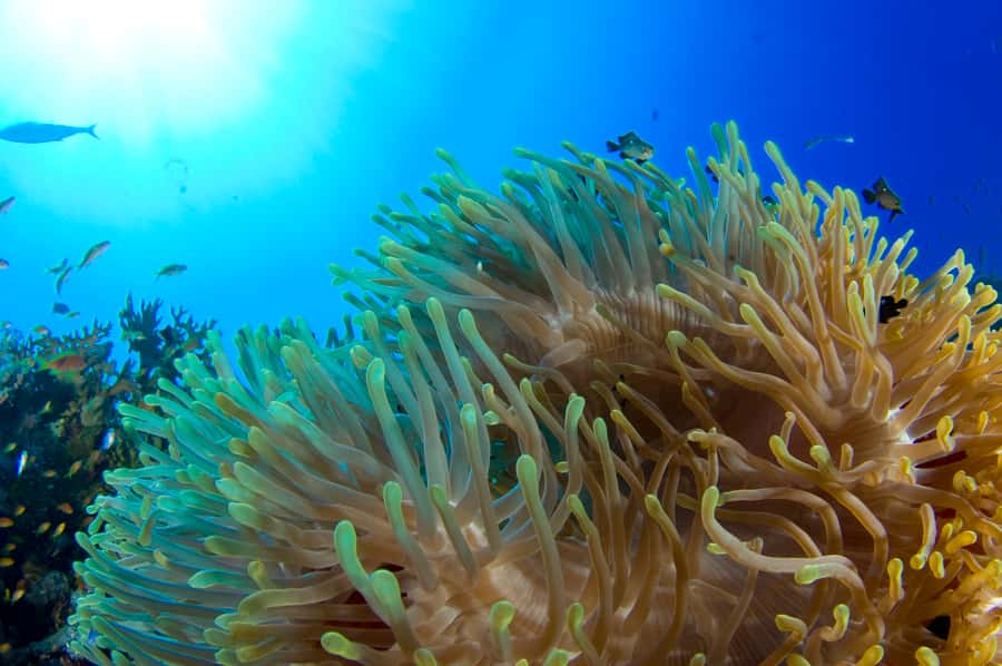 Diving Santa Marta & Tayrona for Certified Divers (2 tanks) - Key points to know before booking
