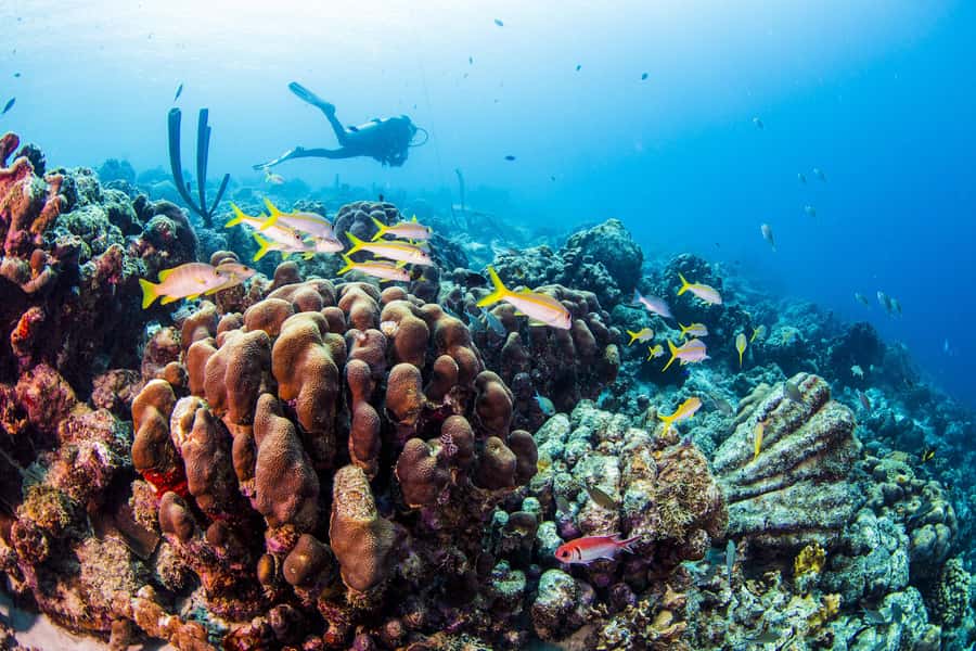 Diving Santa Marta & Tayrona for Certified Divers (2 tanks) - Equipment checks matter more than the brochure