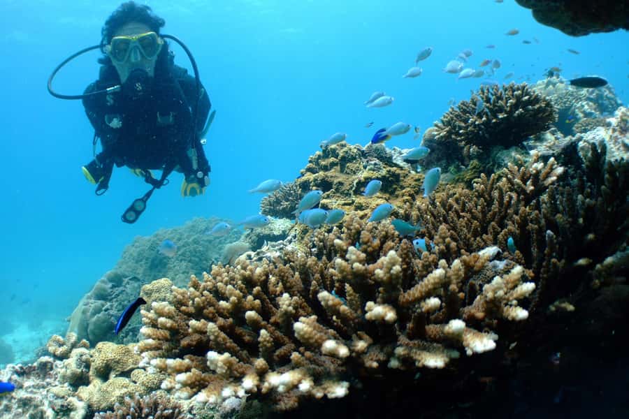 Diving Santa Marta & Tayrona for Certified Divers (2 tanks) - What the $112 price really covers