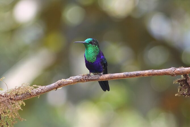 Easy Birdwatching in Cali Colombia (4 Hours) - Why the hummingbird sanctuary is the main event