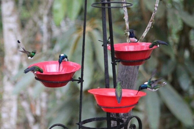 Easy Birdwatching in Cali Colombia (4 Hours) - What you will see around the feeders