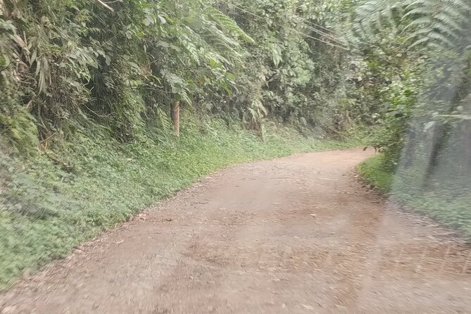 Easy Birdwatching in Cali Colombia (4 Hours) - Who will enjoy this four-hour outing