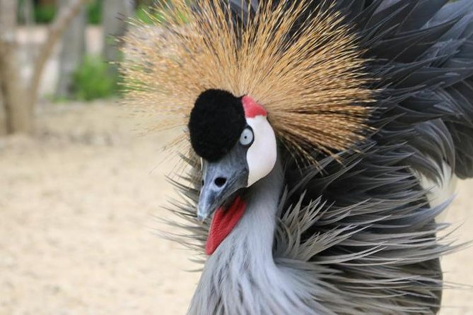 Eco Plan National Aviary and Lunch in Playa Mambo Beach Barú - The morning ride from Cartagena to the National Aviary