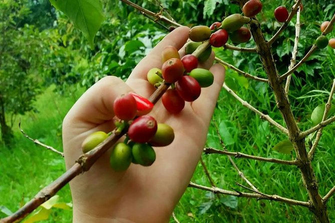 Exclusive Coffee Experience:Tour from Bogotá - Guides and the quality of the explanation