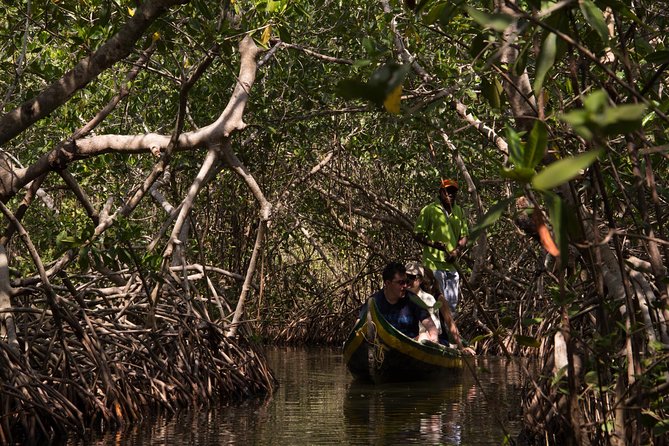 Explore La Boquilla’s Mangrove Tunnels with Local Fishermen - From Cartagena’s center to the Ciénaga de la Virgen