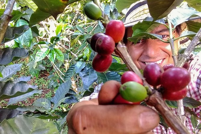 Explore the Coffee Process_From Tree to Cup & Fun by Jeep - Starting with coffee before the farm walk