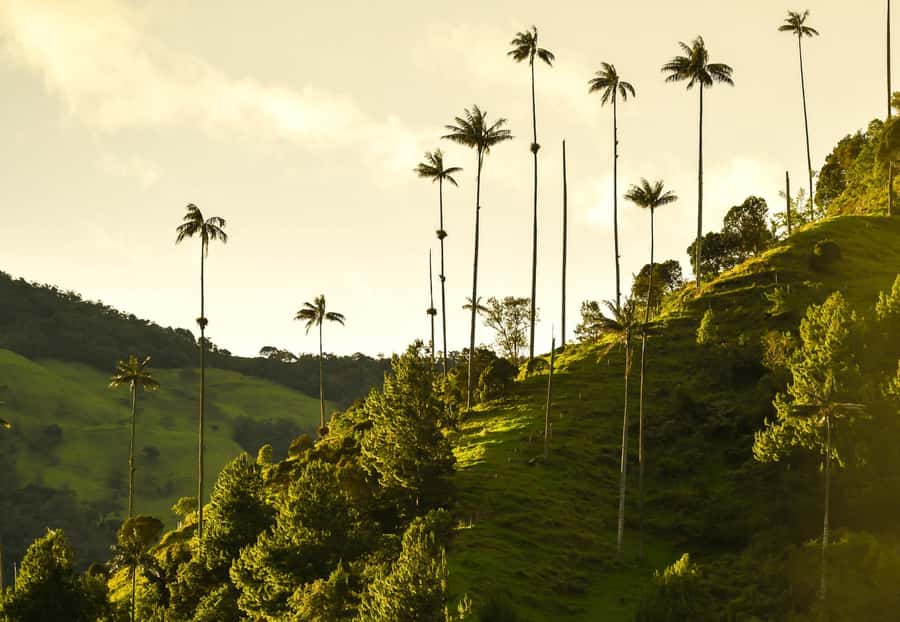 Filandia, Salento and Cocora Valley Private Tour - Key Points at a Glance
