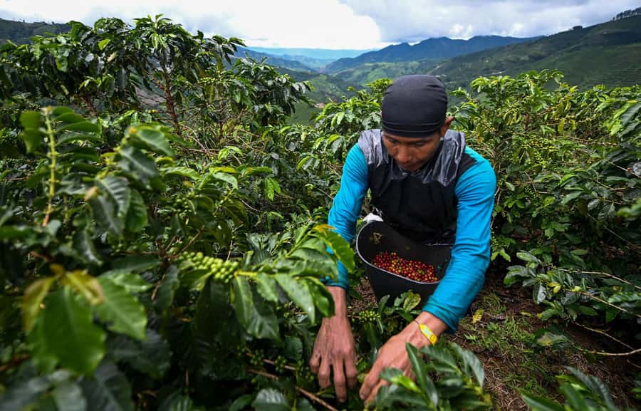 From Bogota: 5 hour guided coffe farm tour - All included - From Bogotá into the coffee country of Ubaque