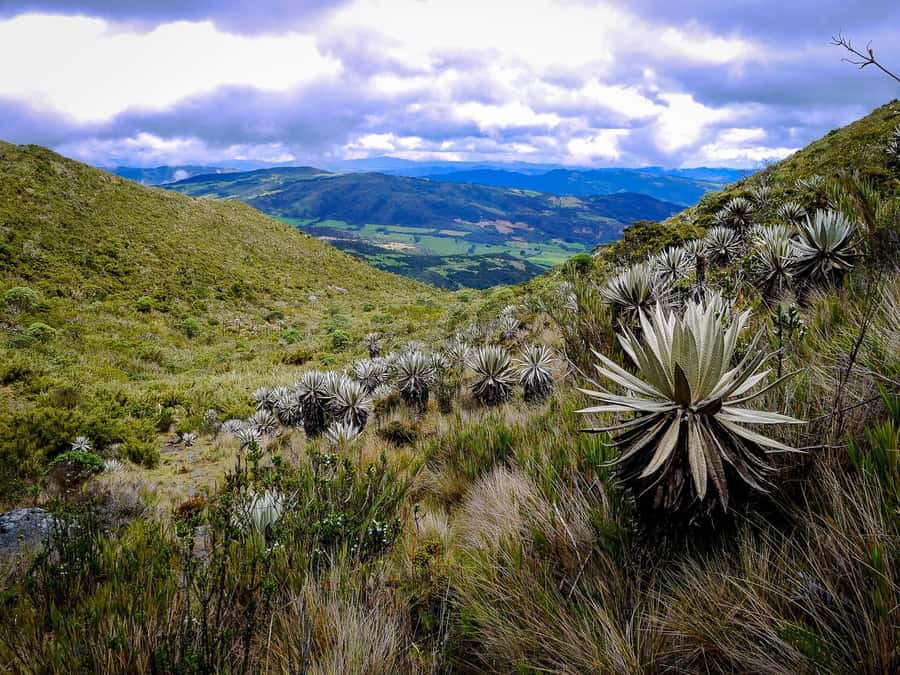 From Bogotá: Chingaza National Park Eco Tour - Entering Chingaza at Piedras Gordas