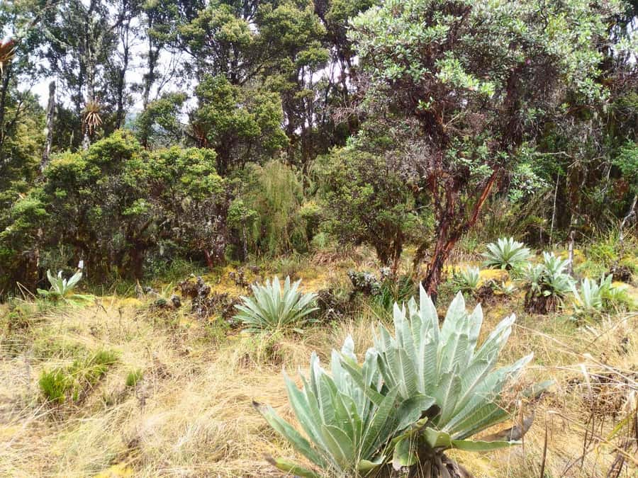 From Bogotá: Chingaza National Park Eco Tour - Wildlife, plants, and realistic expectations