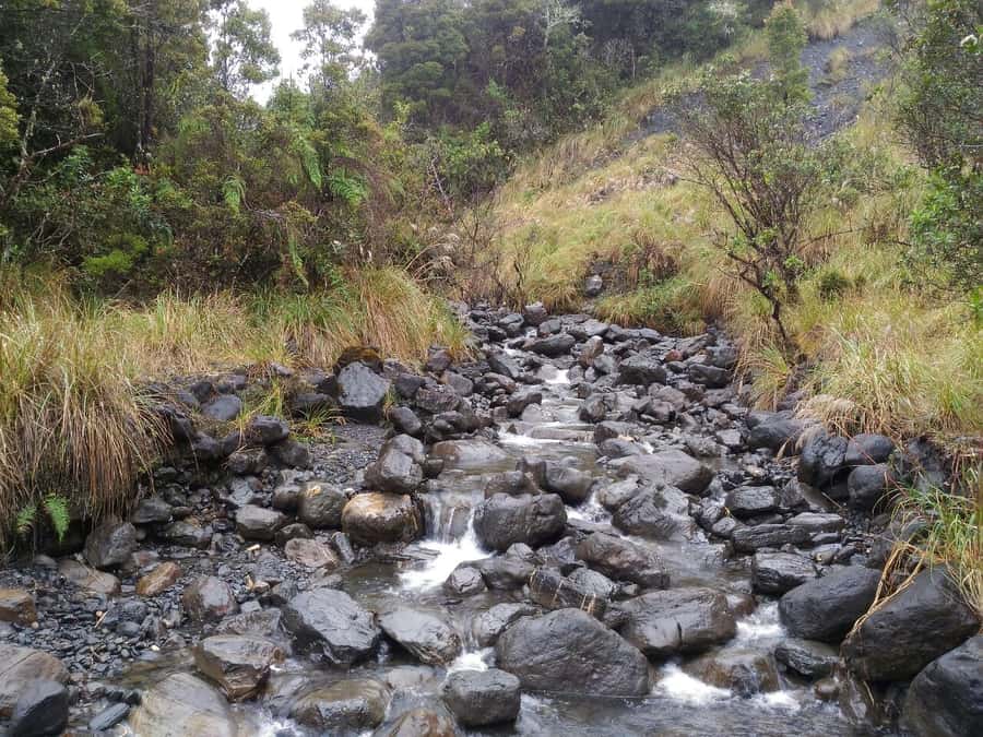 From Bogotá: Chingaza National Park Eco Tour - What is included, and what the $158 price means