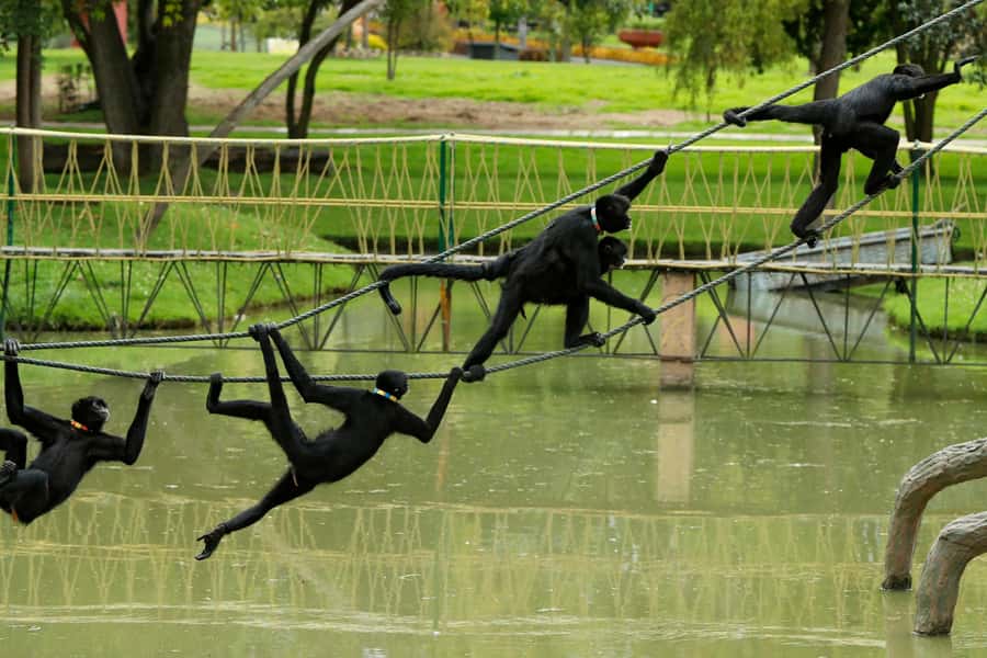 From Bogota: Jaime Duque Park and zoo with ticket included - Iron City and the panoramic train