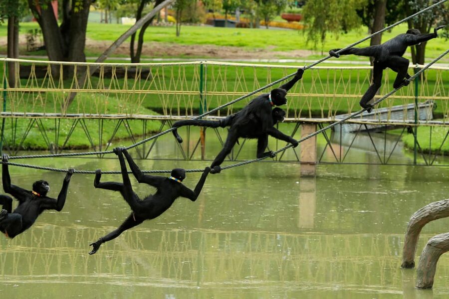 From Bogota: Jaime Duque Park and zoo with ticket included - Food, shopping, and the Tocancipá stop