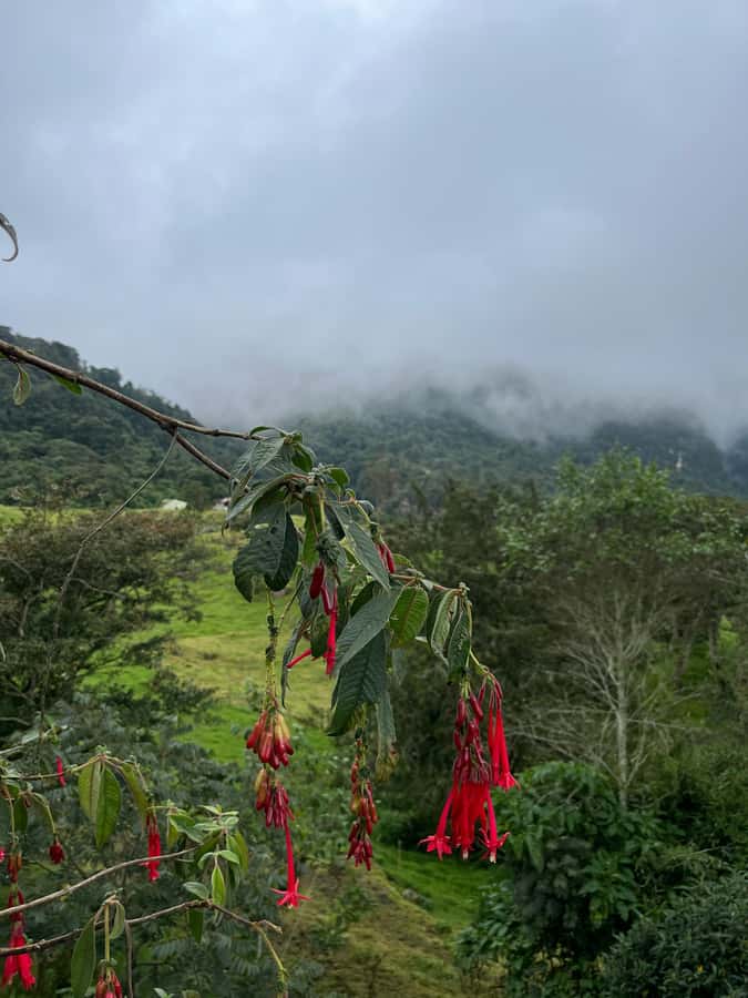 FROM BOGOTA: Tour to La Chorrera, Colombia's highest waterfall. - Why La Chorrera makes a strong day trip from Bogotá