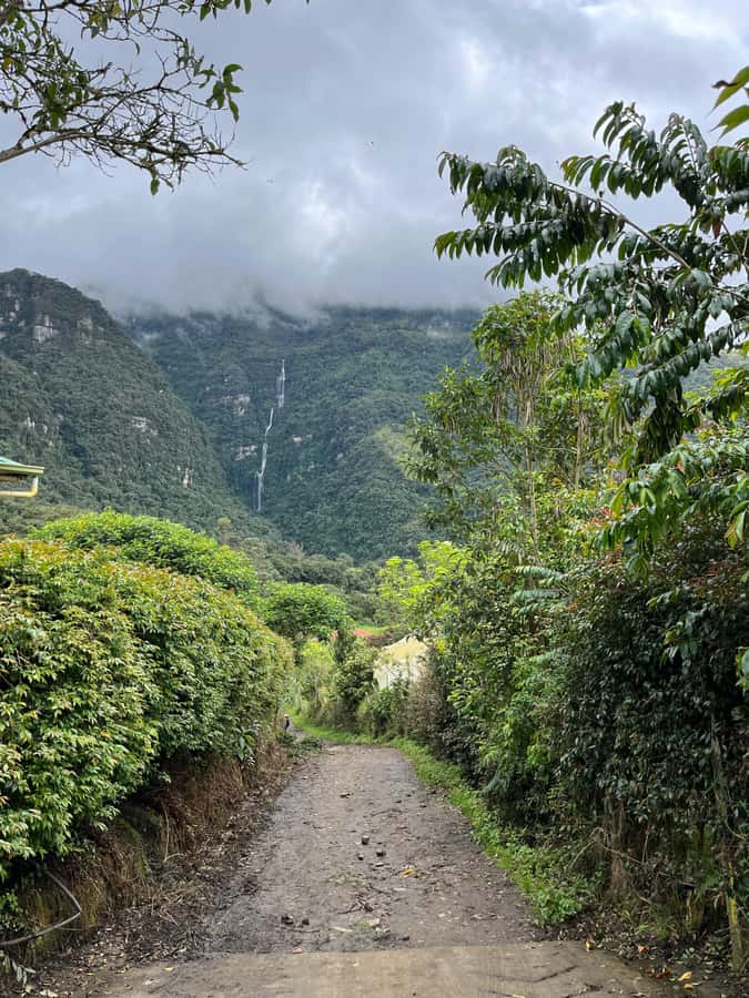 FROM BOGOTA: Tour to La Chorrera, Colombia's highest waterfall. - The three-hour trail through Andean forest